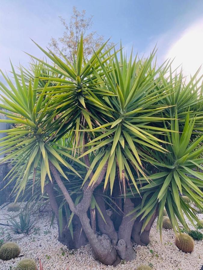 Apartmán Fiori Dell Etna Mascalucia Exteriér fotografie