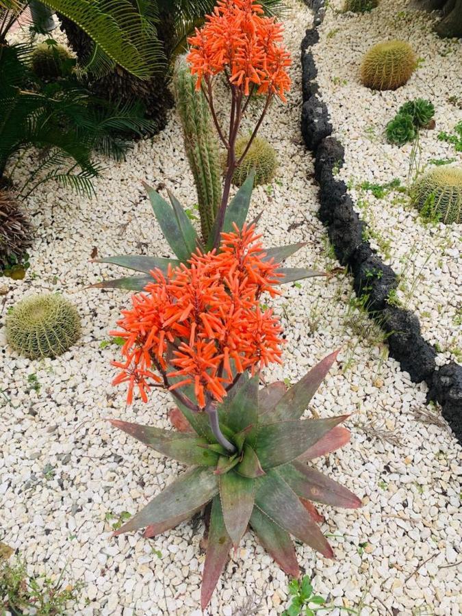 Apartmán Fiori Dell Etna Mascalucia Exteriér fotografie